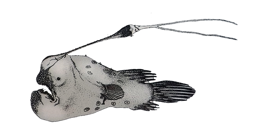 Himantolophus compressus_01.jpg